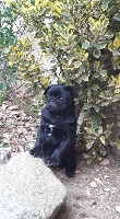 CHIOT